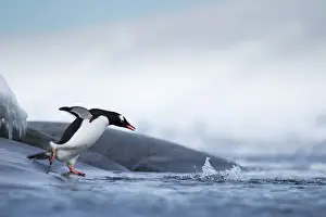 Gentoo Prints: DDE-90023852
