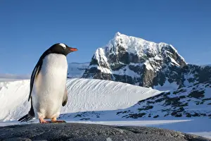 Gentoo Prints: DDE-90023853