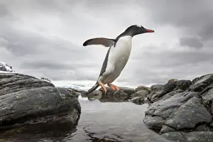 Gentoo Prints: DDE-90023884