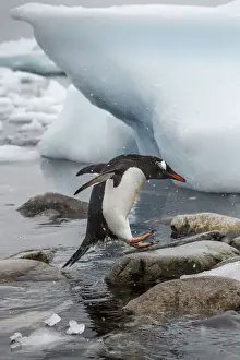 Gentoo Prints: DDE-90023885