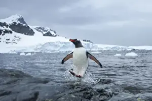 Gentoo Prints: DDE-90023890