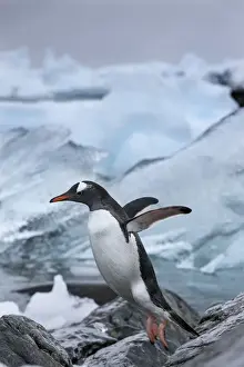 Gentoo Prints: DDE-90023892