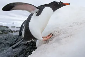 Gentoo Prints: DDE-90023895