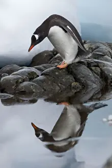 Gentoo Prints: DDE-90023897