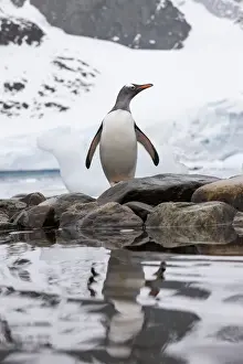 Gentoo Prints: DDE-90023899