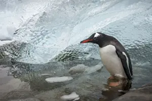 Gentoo Prints: DDE-90023902