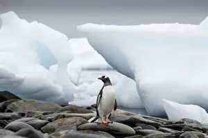 Gentoo Prints: DDE-90023903