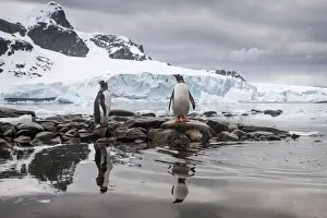 Gentoo Prints: DDE-90023914