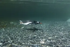 Gentoo Prints: DDE-90023924