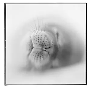 Deception Prints: DDE-90023928