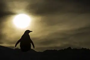 Gentoo Prints: DDE-90023933