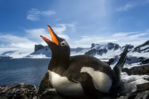 Gentoo Prints: DDE-90023952