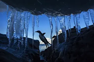 Gentoo Prints: DDE-90023969