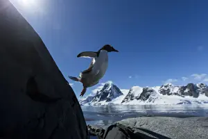 Gentoo Prints: DDE-90023970