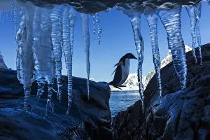 Gentoo Prints: DDE-90023971