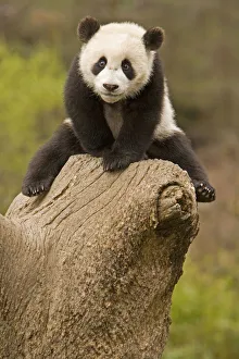 Panda Collection: DDE-90024085
