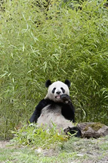 Panda Collection: DDE-90024091
