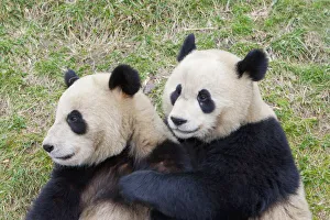 Panda Collection: DDE-90024092