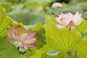 Nelumbo Prints: DDE-90024111