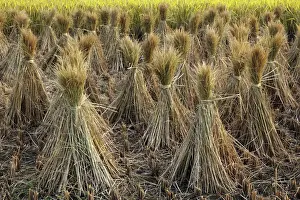 Harvested Prints: DDE-90024148