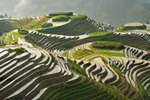 Terraced Prints: DDE-90024186