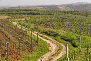 Vineyards Prints: DDE-90024189