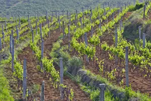 Vineyards Prints: DDE-90024190