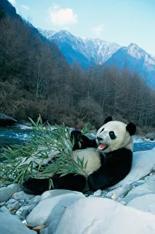 Panda Collection: DDE-90024199