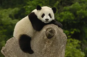 Panda Collection: DDE-90024227