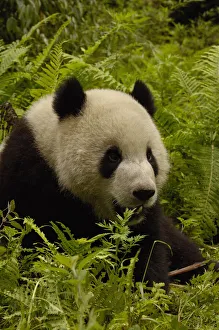 Panda Collection: DDE-90024228