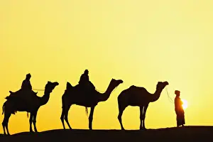 Camels Prints: DDE-90024269