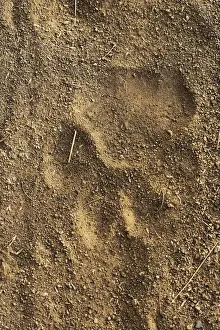 Ground Prints: DDE-90024281