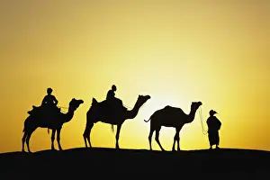 Camels Prints: DDE-90024291