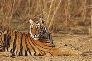 Tigris Prints: DDE-90024388