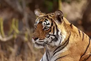Tigris Prints: DDE-90024389