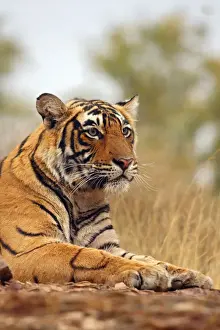 Bengal Prints: DDE-90024398