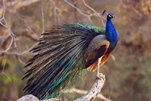 Peacock Prints: DDE-90024401