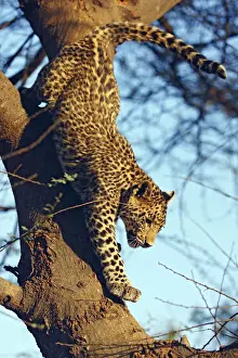 Spotted Prints: DDE-90024402