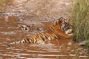 Bengal Prints: DDE-90024408