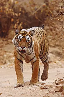 Bengal Prints: DDE-90024409