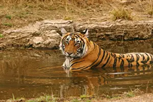 Bengal Prints: DDE-90024410