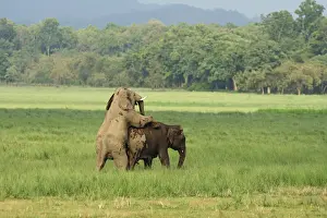 Elephas Prints: DDE-90024423