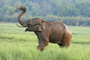 Corbett Prints: DDE-90024426