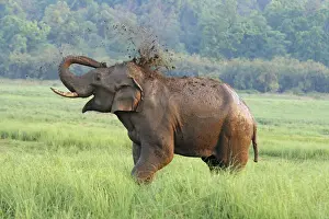 Corbett Prints: DDE-90024427