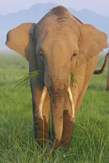 Corbett Prints: DDE-90024431