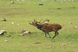 Horned Prints: DDE-90024435