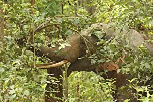 Corbett Prints: DDE-90024437