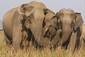 Corbett Prints: DDE-90024447