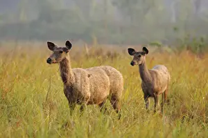 Cervus Prints: DDE-90024466