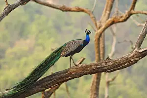 Peacock Prints: DDE-90024476